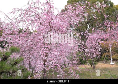 Heian-Schrein, Shinto-Schrein und Landschaftsgärten in Okazaki Nishitennocho, Sakyo Ward, Kyoto, Japan Stockfoto