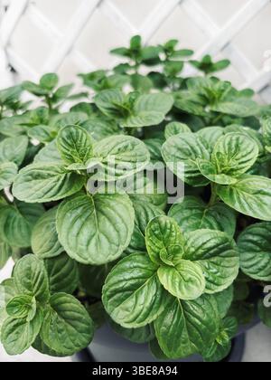 Minzblatt. Frische Minzblätter im Topf auf dem Balkon. Perfekt für Blumen- und botanische Themen. Gartenkonzept. Stockfoto