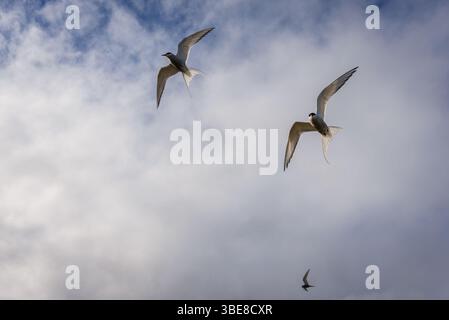 STERNA paradisaea - Arktische Seeschwalben im Flug im südöstlichen Teil Islands Stockfoto