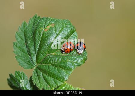 Harlequin Marienkäfer Harmonia axyridis f. spectabilis und f. succinea auf einem Brombeerblatt. Familie Coccinellidae. Frühling, Mai, Niederlande Stockfoto