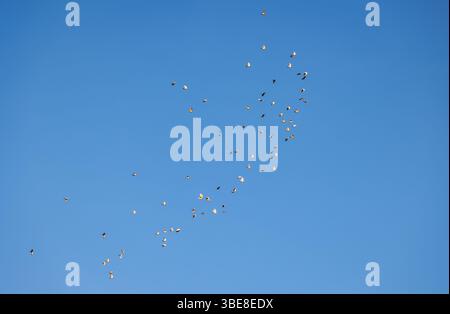 Taubenherde gegen blauen Himmel in Polen Stockfoto