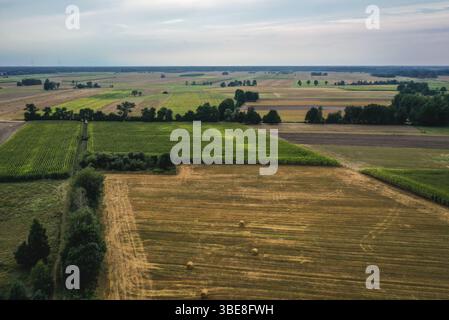 Drohnenfoto von grünen Maisfeldern rund um das Dorf Jaczew in Gmina Korytnica, polnische Provinz Mazovia Stockfoto