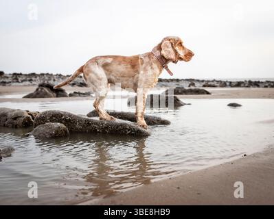Zeigen Sie Spaniel, wie er am Strand läuft und spielt Stockfoto