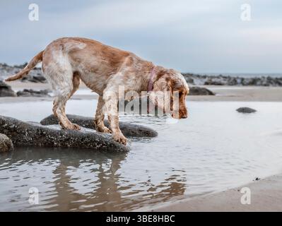 Zeigen Sie Spaniel, wie er am Strand läuft und spielt Stockfoto