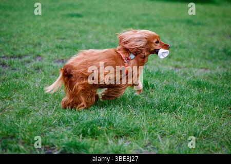 Glücklicher roter Spaniel-Hund läuft in hohem grünen Gras an einem sonnigen Tag. Entspanntes Haustier mit einem Ball im Park, das den Frühling im Freien genießt Stockfoto