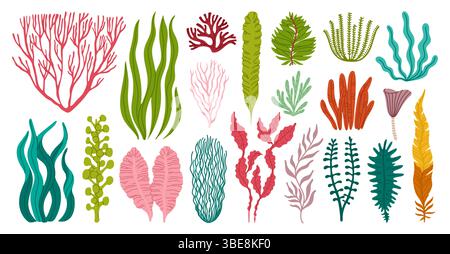 Algen und Korallen oder Meeresalgen und Unterwasserpflanzen, Vektor-Zeichentrickset. Meeresalgen und tropische Unterwasseralgen und Seetang von Laminariablättern und grünen Wasserpflanzen oder Seegras und Moos Stock Vektor