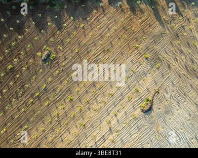 Olivenbäume, Bäume in Reihen gepflanzt, aus der Vogelperspektive, in der Nähe des Dorfes Cabra, Andalusien, Spanien Stockfoto