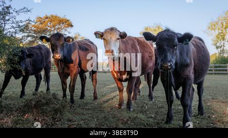 Vier Kühe stehen auf schattiger Weide im New Forest. Mischung aus schwarzen und braunen Rindern unter weichem Licht mit Bäumen und Holzzäunen im Hintergrund Stockfoto
