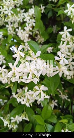 Kleine weiße Blüten (White Stonecrop) in Clustern in einem Garten Stockfoto