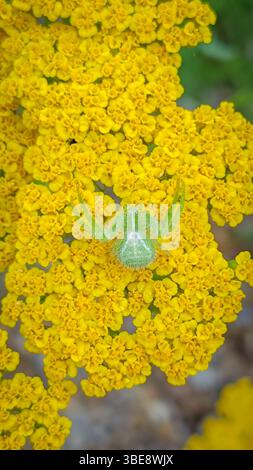 Grüne Spinne, getarnt auf einer gelben Blume Stockfoto