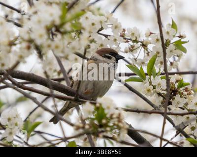 Niedlicher kleiner Spatzen, der auf einem blühenden Pflaumenzweig oder Kirschbaum sitzt. Frühling. Eurasischer Baumsperling, der auf Baumzweig thront. Baumsperling ernährt sich von Blütenblättern blühender Kirschbäume, Nahaufnahme Stockfoto