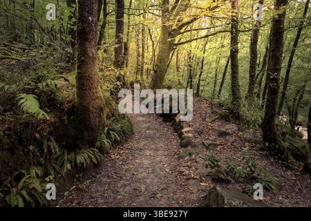 Der Leet Path durch den alten Eichenwald des Draynes Wood auf Bodmin Moor in Cornwall in Großbritannien. Stockfoto