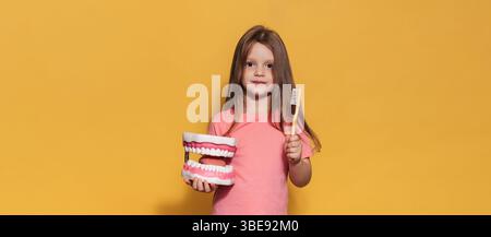 Ein glückliches Mädchen hält eine Zahnbürste und einen großen Kiefer in den Händen. Eine isolierte Panoramaaufnahme. Ein Ort für Ihre SMS. Kariesprophylaxe im Kindesalter. Stockfoto