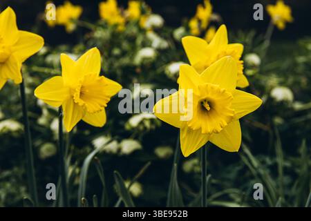 Erstaunliche gelbe Narzissen Blumenfeld im Morgensonnenlicht. Das perfekte Bild für Frühlingshintergrund, Blumenlandschaft. . Hochwertige Fotos Stockfoto
