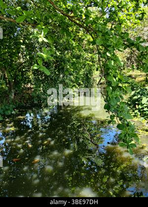 Ein flacher, stiller Wasserweg ist umgeben von dichten, üppig grünen Bäumen und Sträuchern, die Licht und Schatten auf seiner dunklen olivgrünen, trüben Oberfläche werfen. Stockfoto