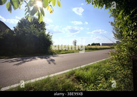 Pappel mitten auf einem Feld an einem sonnigen Tag bei Sonnenuntergang von der Seite einer Straße in der italienischen Landschaft gesehen Stockfoto