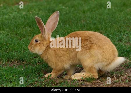 Hauskaninchen, die auf dem Gras weiden Stockfoto