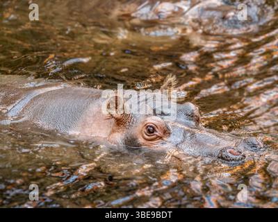 Eine Nahaufnahme eines Nilpferdes, der teilweise in ruhiges Wasser getaucht ist, mit Auge und Kopf sichtbar, mit natürlichen Texturen und Wasserdetails, die einen bieten Stockfoto