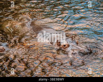 Eine Nahaufnahme eines Nilpferdes, der teilweise in ruhiges Wasser getaucht ist, mit Auge und Kopf sichtbar, mit natürlichen Texturen und Wasserdetails, die einen bieten Stockfoto