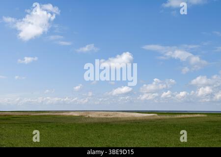 Salzwiesen... Cuxhaven * Nordsee *, Deichvorland zwischen Duhnen, Sahlenburg und Arensch, blauer Himmel über grünen Wiesen, unendliche Weite, Nordger Stockfoto