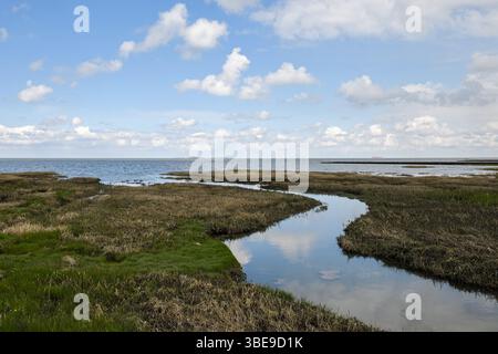 Salzwiesen... Wattenmeer * Cuxhaven-Duhnen * mit Blick auf Neuwerk, Nordseeküste im Niedersächsischen Wattenmeer, Naturlandschaft an der Nordsee. Stockfoto