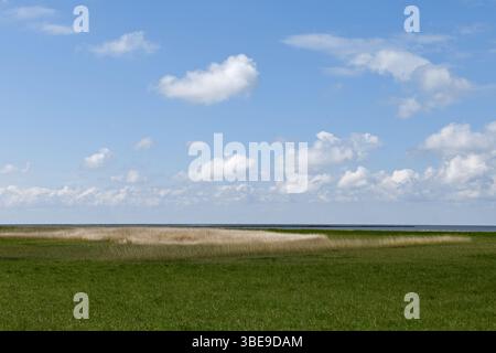 Salzwiesen... Cuxhaven * Nordsee *, Deichvorland zwischen Duhnen, Sahlenburg und Arensch, wertvolles Naturschutzgebiet, Vogelschutzgebiet, Niedersachsen Wa Stockfoto