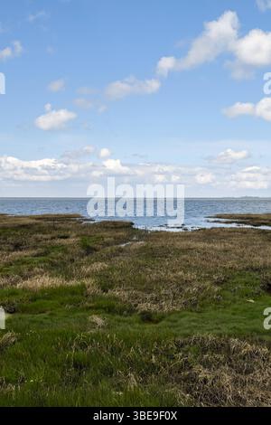 Salzwiesen... Wattenmeer * Cuxhaven-Duhnen * mit Blick auf Neuwerk, Nordseeküste im Niedersächsischen Wattenmeer, Naturlandschaft an der Nordsse, Norddeuschland, Europa *** Salzmoore... Wattenmeer * Cuxhaven-Duhnen * mit Blick auf Neuwerk, Nordseeküste im Niedersächsischen Wattenmeer, Naturlandschaft an der Nordsee, Norddeutschland, Europa Niedersachsen Deutschland, Europa Stockfoto