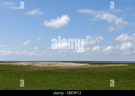 Salzwiesen... Cuxhaven * Nordsee *, Deichvorland zwischen Duhnen, Sahlenburg und Arensch, wertvolles Naturschutzgebiet, Vogelschutzgebiet, Niedersächsisches Wattenmeer, Norddeutschland, Deutschland, Europa *** Salzwiesen... Cuxhaven * Nordsee *, Deichvorland zwischen Duhnen, Sahlenburg und Arensch, wertvolles Naturschutzgebiet, Vogelschutzgebiet, Niedersächsisches Wattenmeer, Norddeutschland, Europa Niedersachsen Deutschland, Europa Stockfoto
