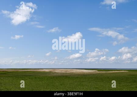 Salzwiesen... Cuxhaven * Nordsee *, Deichvorland zwischen Duhnen, Sahlenburg und Arensch, blauer Himmel über grünen Wiesen, Weite im Niedersächsischen Wattenmeer, Norddeutschland, Deutschland, Europa *** Salzwiesen... Cuxhaven * Nordsee *, Deichvorland zwischen Duhnen, Sahlenburg und Arensch, blauer Himmel über grünen Wiesen, unendliche Weite, Norddeutschland, Europa Niedersachsen Deutschland, Europa Stockfoto