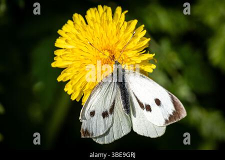 Eine Nahaufnahme eines Schmetterlings auf einer Löwenzahn-Blume, mit geringer Schärfentiefe Stockfoto