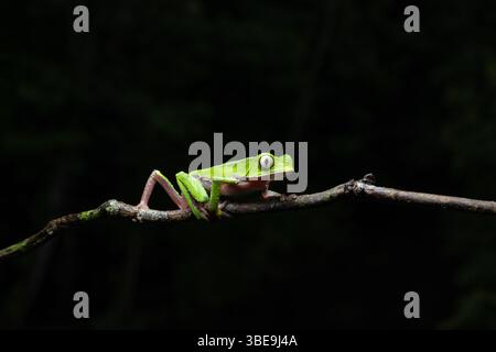 Ein weiß gesäumter Blattfrosch, Phyllomedusa vaillantii, im Napo-Flussbecken im Amazonasgebiet Ecuador. Stockfoto