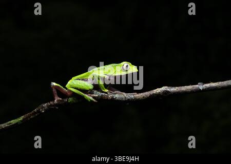 Ein weiß gesäumter Blattfrosch, Phyllomedusa vaillantii, im Napo-Flussbecken im Amazonasgebiet Ecuador. Stockfoto
