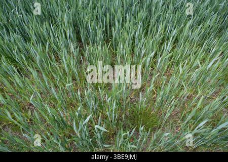 Trockenerde eines ländlichen Weizenfeldes in Herefordshire am 19. Mai 2025 bei Lingen, Vereinigtes Königreich. Weizen ist ein Gras, das für sein Saatgut weit angebaut wird, ein Getreidekorn, das weltweit ein Grundnahrungsmittel ist. Die vielen Weizenarten bilden zusammen die Gattung Triticum; die am weitesten angebaute ist Weichweizen. Herefordshire ist ein County, das für sein landwirtschaftliches Land bekannt ist, in dem Nutzpflanzen und Nutztiere gedeihen. Stockfoto