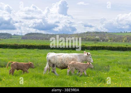 Charolais-Kuh und zwei Kälber, die im Frühjahr in Saussey, Cote d'Or, Bourgogne Franche Comte, Frankreich, spazieren gehen Stockfoto