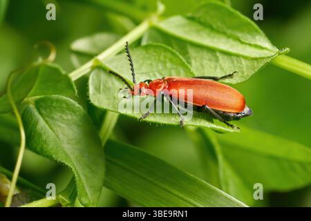 Rotköpfiger Kardinalkäfer (Pyrochroa serraticornis) auf grünen Blättern Stockfoto
