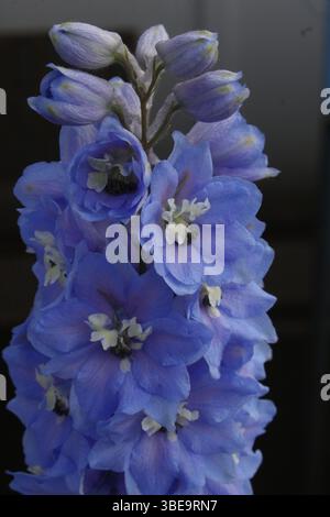 Ein Delphinium-Blütenstachel. Die Blüten auf diesem Foto haben eine lebhafte blau-violette Farbe mit weißen Zentren und zarten, gerafften Blütenblättern. Stockfoto