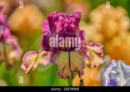Üppige mehrfarbige Irisblumen aus nächster Nähe Stockfoto