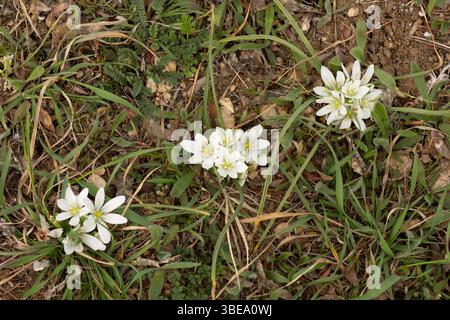 Ornithogalum leuchtend weiße Blüten, die auf einer mehrjährigen Graspflanze blühen Stockfoto
