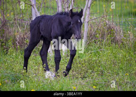 Porträt eines Fohlen, das auf einer Wiese läuft Stockfoto