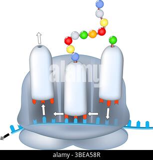 Ribosomenstruktur und Anatomie. Biologische Proteinsynthese. MRNA-Translation. Vektor. Schematische Darstellung. Detailliertes Poster. Stock Vektor