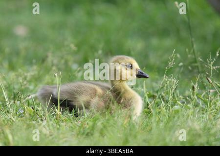 Im Frühjahr liegt die flauschige gelbe Kanadische Gänsefischerei auf einer grasbewachsenen Wiese Stockfoto