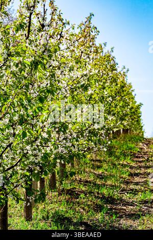 Apfelgarten mit roten Reifen Äpfeln auf Ästen. Zwei Reihen von Apfelbäumen voller Früchte unter einem blauen Himmel, fast bereit für die Ernte. Apfelgarten Stockfoto