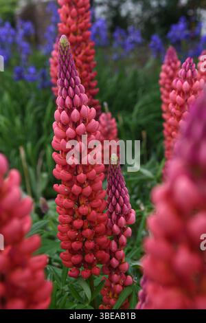 Blumenbeet der roten Lupinen Stockfoto
