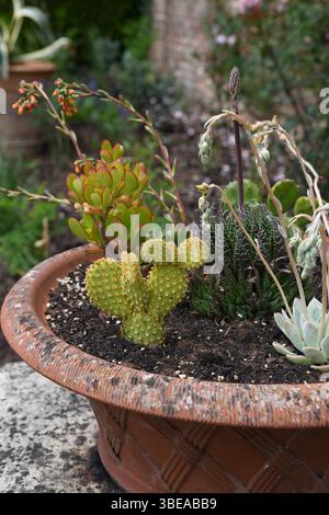 Gartenkaktus Pflanzgefäß Stockfoto