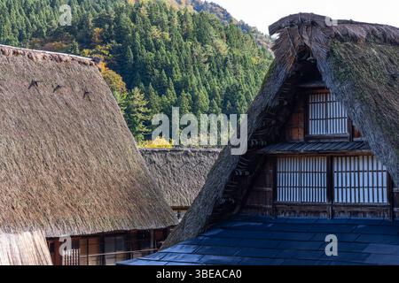 Aus nächster Nähe sehen Sie steile, strohgedeckte Dächer von Gassho zukuri in Ainokura, Japan, mit traditionellen Holzarbeiten vor dem Hintergrund von dichtem Wald Stockfoto