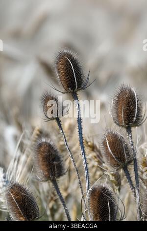 Distel im Weizenfeld Stockfoto