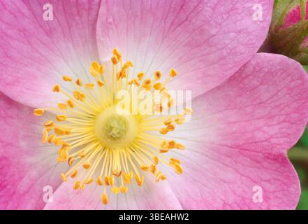 Dog Rose (Rosa canina) Nahaufnahme einer einzelnen Blume der Pflanze, die in einer Hecke zwischen zwei Ackerfeldern wächst, Berwickshire, Schottland, Juni Stockfoto