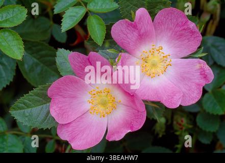 Hunderose (Rosa canina) blüht auf einer Pflanze, die in einer Hecke zwischen zwei Ackerfeldern wächst, Berwickshire, Schottland, Juni Stockfoto