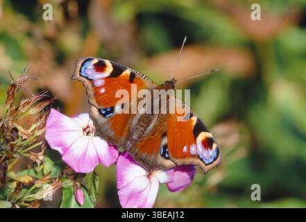Pfauen-Schmetterling (Inachis io) Nektaring auf Pflanze im Gartenblumenbeet, Berwickshire, Schottland, Juli Stockfoto