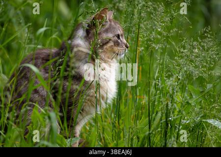 Majestätische langhaarige Tabby-Katze, die wachsam im grünen Gras sitzt, Seitenprofil. Ideal für Haustier-, Natur- und Landleben Stockfoto